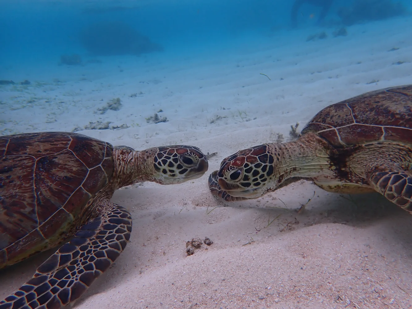 沖縄 宮古島 ウミガメとニモちゃんの熱帯魚の2ビーチシュノーケリング 半日ツアー