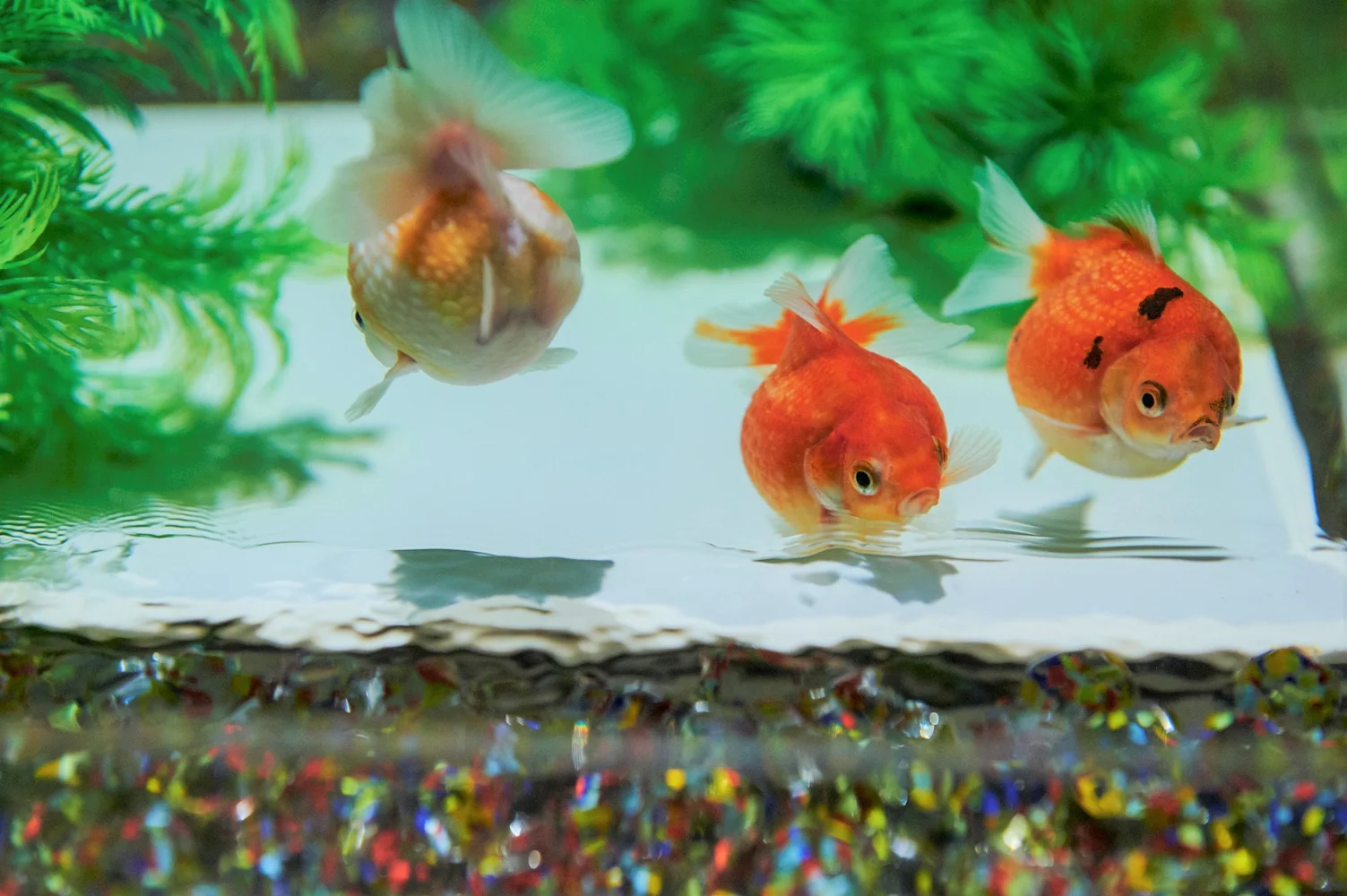Ping Pong Pearl : As the name suggests, this goldfish has a body shape like a round ball. Its adorable form and swimming style make it a popular fish at the museum.