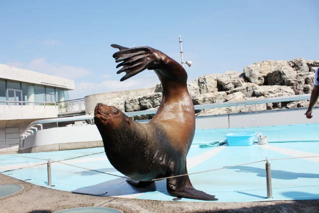 最大200円割引】大分マリーンパレス水族館 「うみたまご」Eチケット 事前購入【楽天トラベル 観光体験】