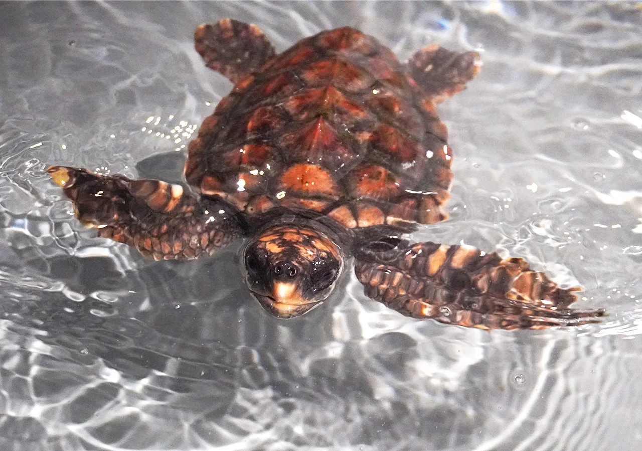 北海道 AOAO SAPPORO水族館 入場Eチケット