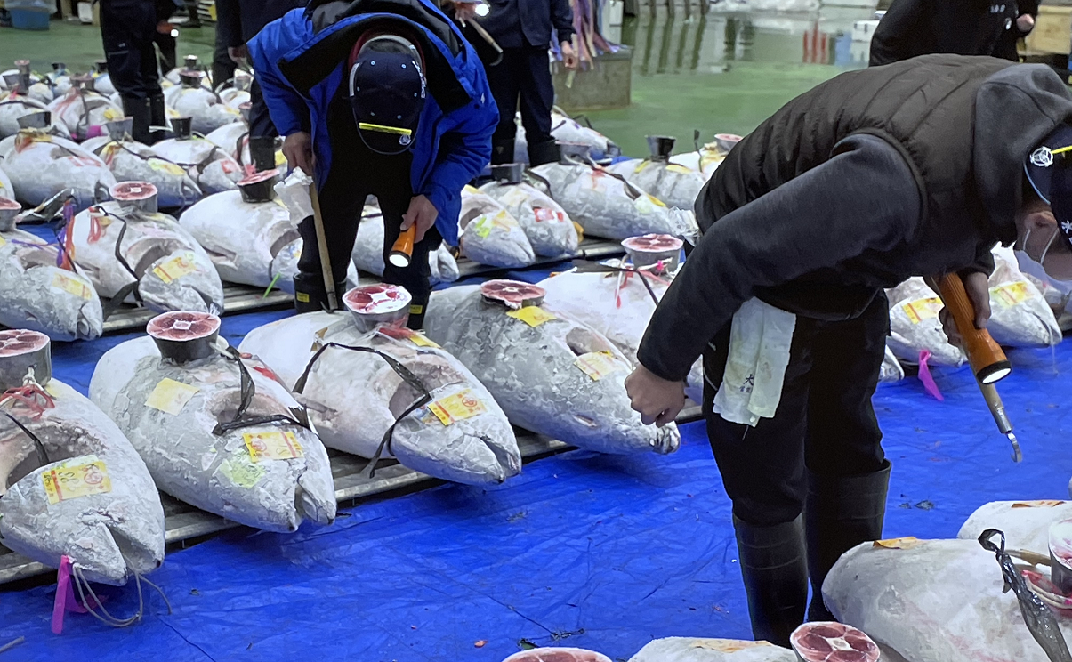 An Amazing Tuna Auction in Toyosu Market and Tsukiji Outer Market Tour