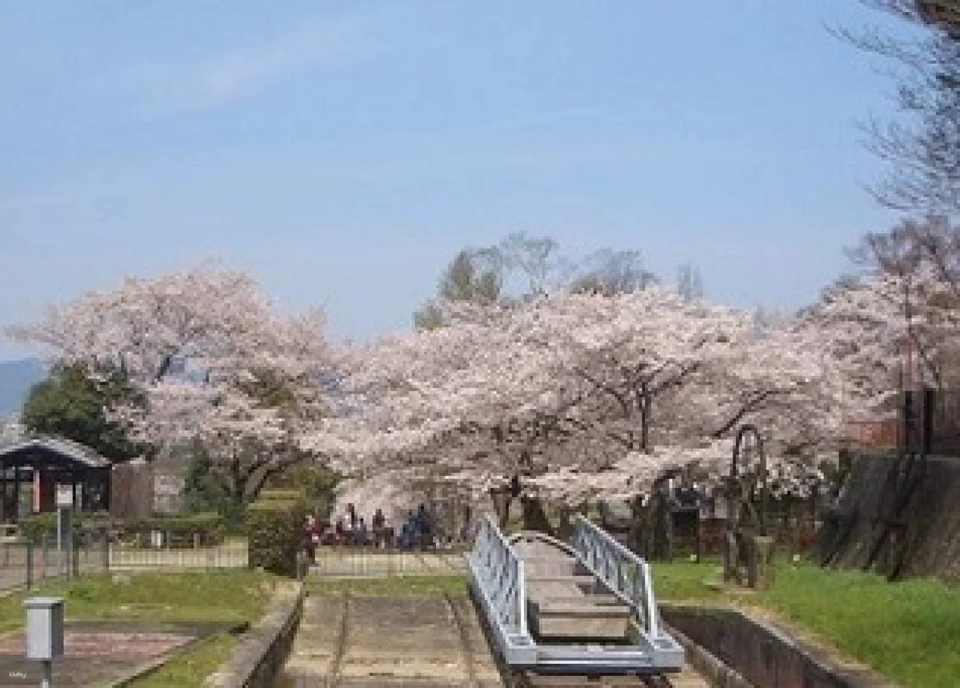 Kyoto 1-Day Cherry-Blossom Tour from Osaka: Hirano Shrine & Maruyama Park & Keage Incline
