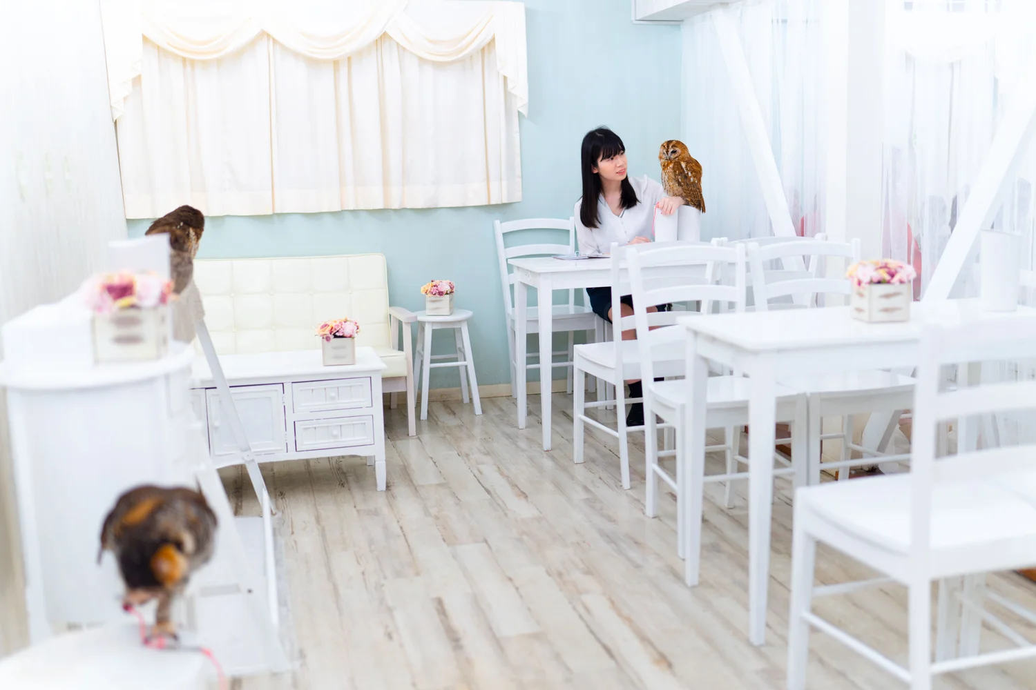 Book Akiba Owl Cafe Experience with Photo Shooting!