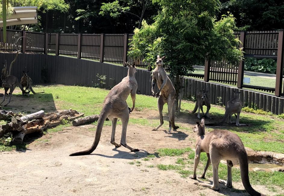 神奈川 横浜 金沢動物園 入園チケット 予約＜毎週土曜日は、小・中・高校生は無料・要学生証等＞