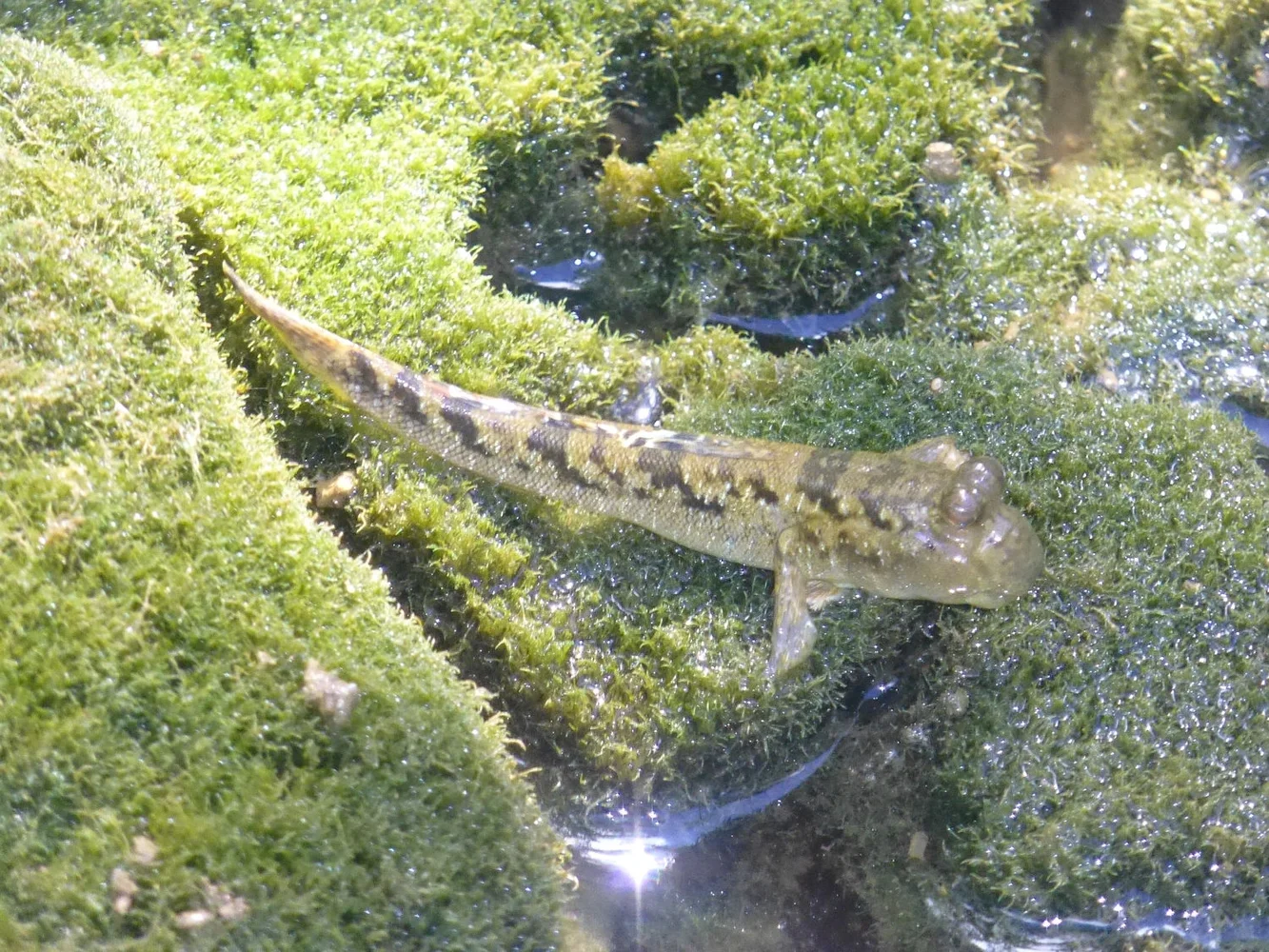 【湧き水でカヤックを降りて生き物観察 2時間30分コース】美ら海水族館に近いマングローブカヤック 生き物とのふれあいも楽しめる独特のプログラム【本部半島／今帰仁】