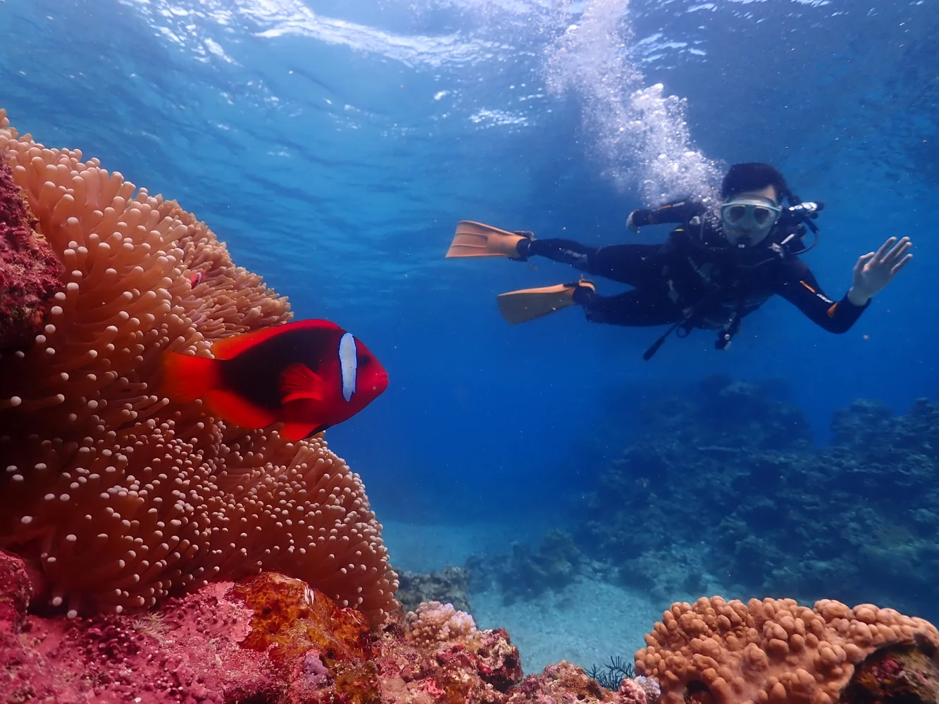 Go for a Fun Dive with Emerald Ocean! - Ishigaki Island