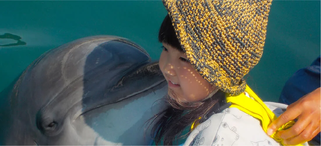 愛媛縣島波海道地區與海豚共遊體驗