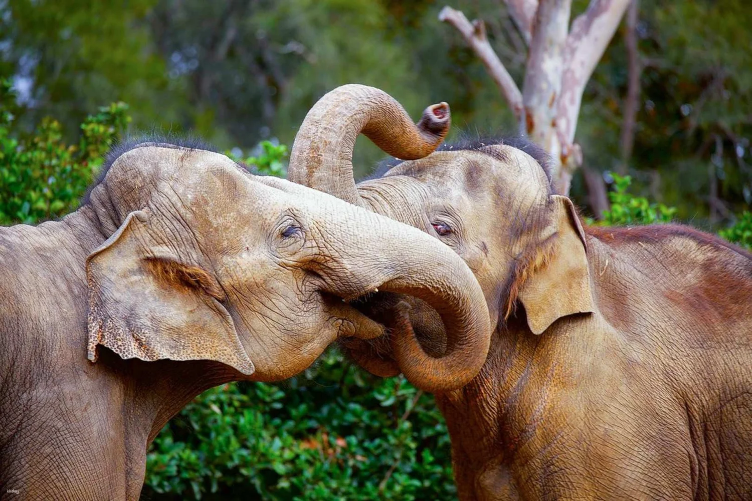 オーストラリア メルボルン動物園（Melbourne Zoo）入場Eチケット 予約