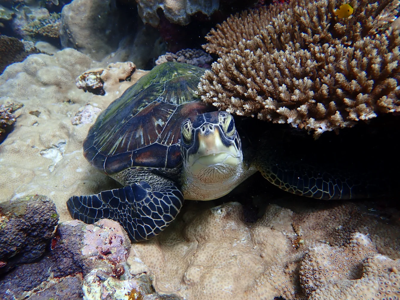 【石垣島・川平】ファンダイブ | 憧れのマンタに抜群のサンゴ礁！贅沢ダイビングを川平で！