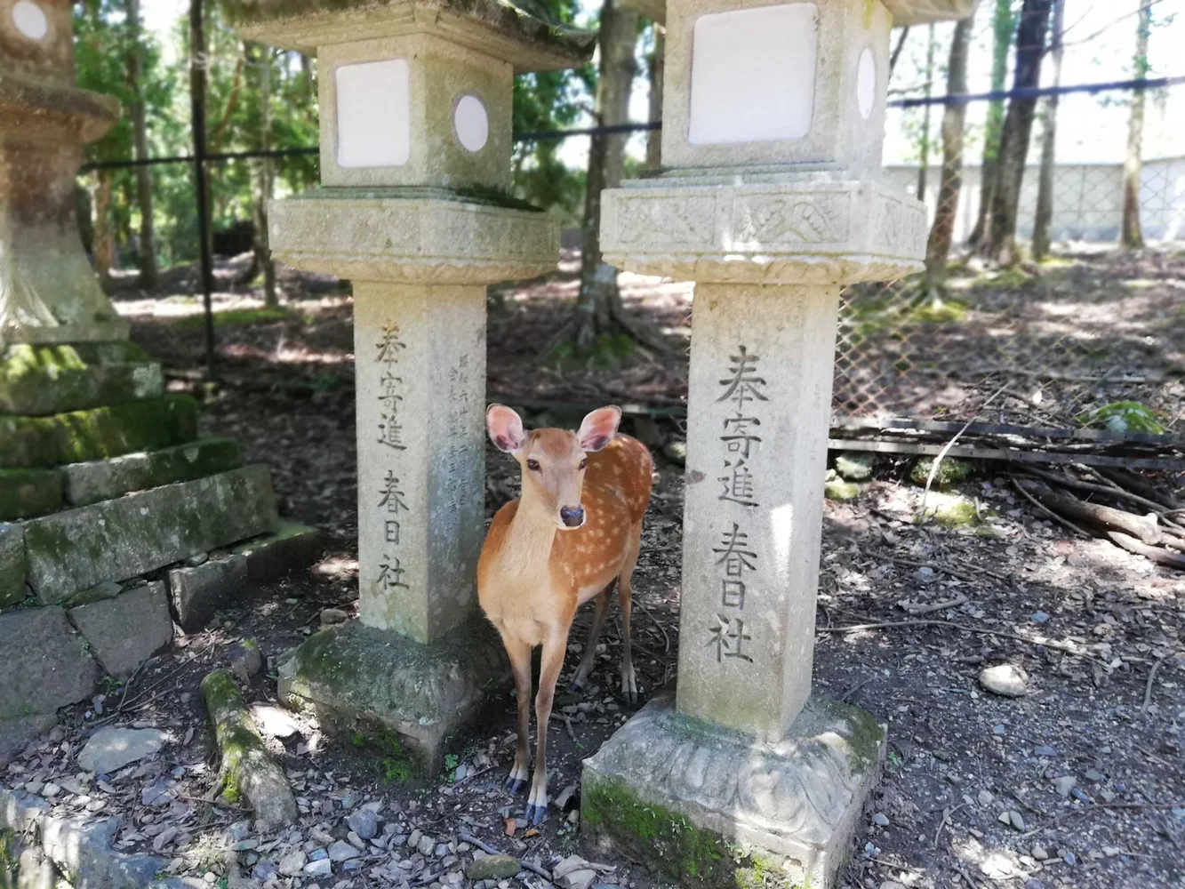 Book a Nara Half-Day Walking Tour: Todai-ji, Nara Park & More!