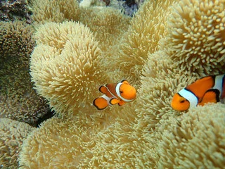 沖縄 宮古島 ウミガメとニモちゃんの熱帯魚の2ビーチシュノーケリング 半日ツアー