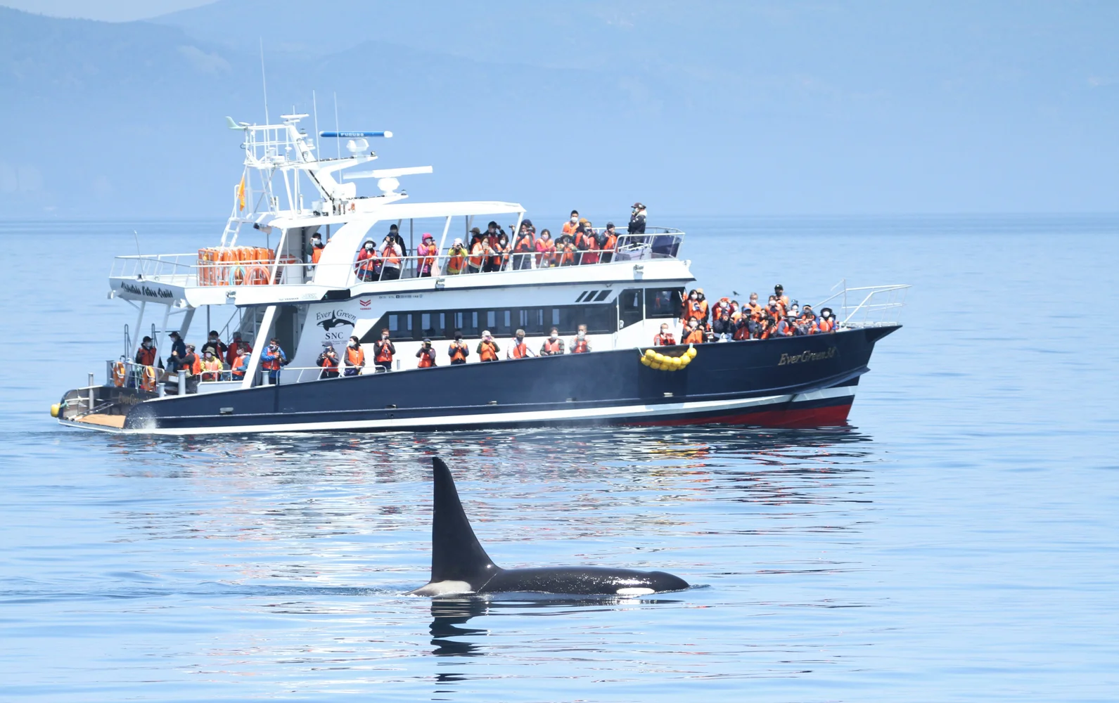 北海道 羅臼 クジラ・イルカ・バードウォッチングクルーズ＜夏季限定プラン＞