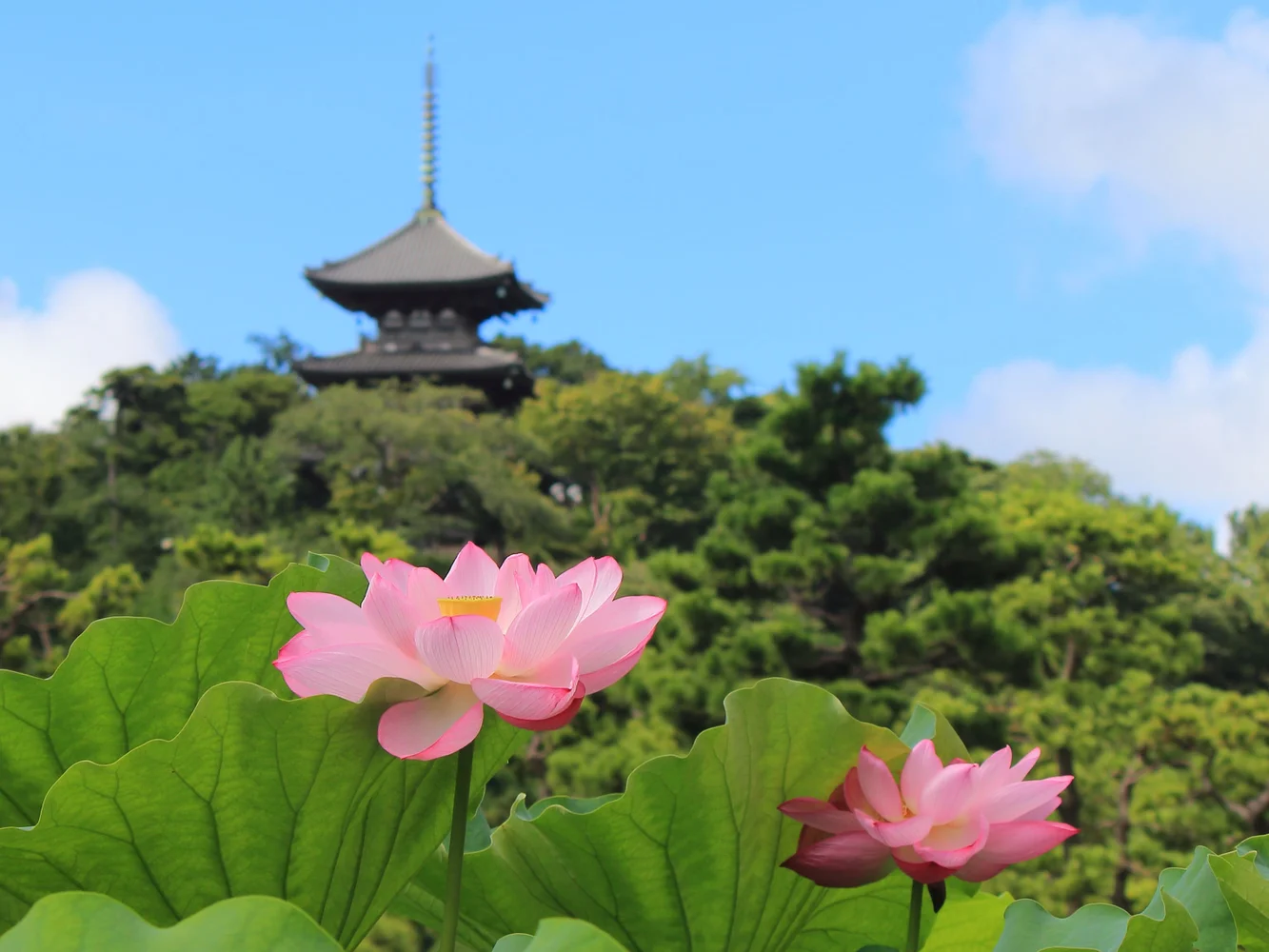 Kanagawa Yokohama Sankeien Garden Admission E-ticket