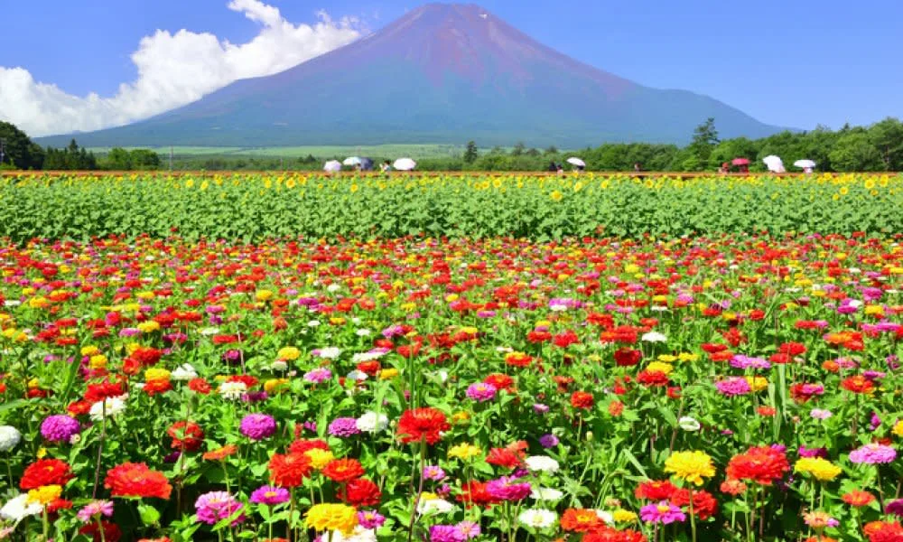Mt Fuji Flower Season and Fruit Picking Tour
