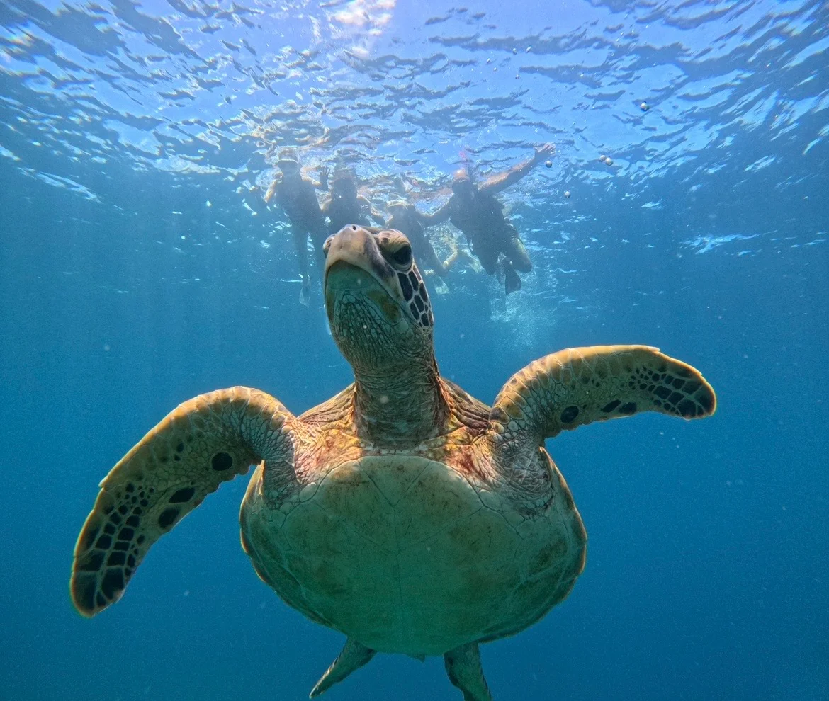 沖縄 Tomorl 石垣島 青の洞窟＆ウミガメシュノーケリング 予約 ＜写真データ＋送迎付き＞