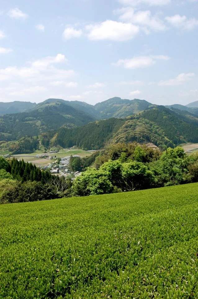 Visit an Organic Tea Farm in Japan (3-hour tour)