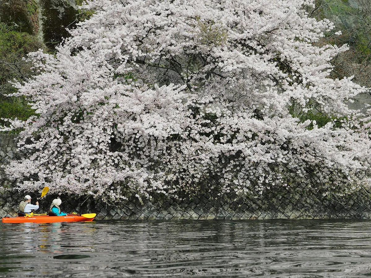 Kayaking Nature Tour of Lake Biwa and Sugaura Village, Shiga